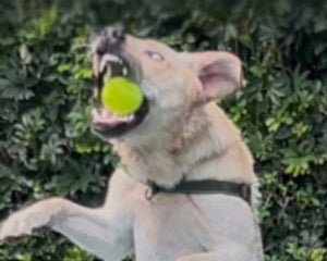 Context Is Everything: What My Dog Taught Me About Selling a Sensory Product